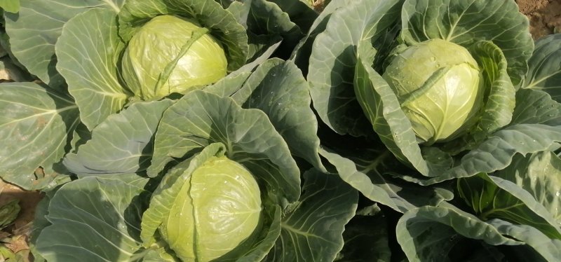高原夏菜精品圆包菜大量上市