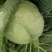 高原夏菜精品圆包菜大量上市