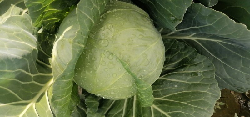 高原夏菜精品圆包菜大量上市