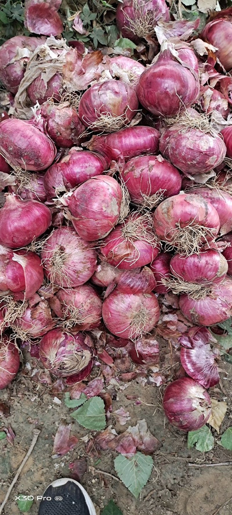 红皮洋葱红皮圆葱二红洋葱滨州市惠民县各大市场食堂超市电商