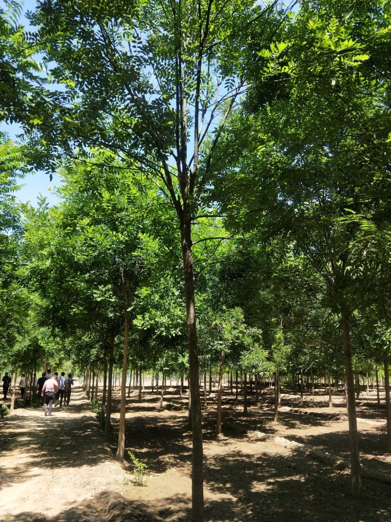 10公分国槐发冒3年冠幅绿曦苗圃自家苗圃无中介费用