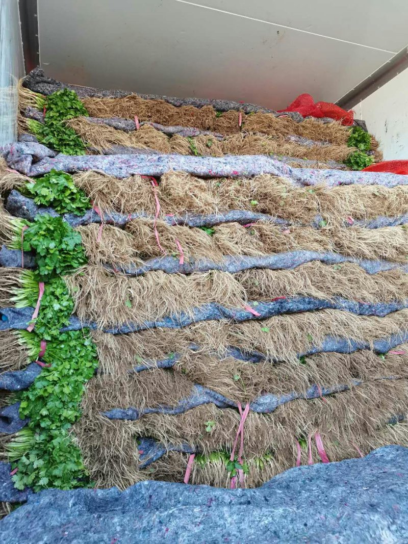 精品大叶香菜常年有货产地直发可发往全国市场电商平台