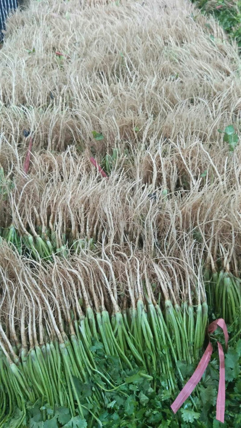 精品大叶香菜常年有货产地直发可发往全国市场电商平台