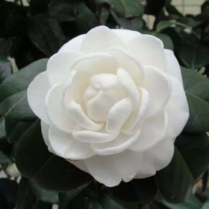 东方亮茶花树苗盆栽水晶白茶花室内外春冬季开花绿植花卉
