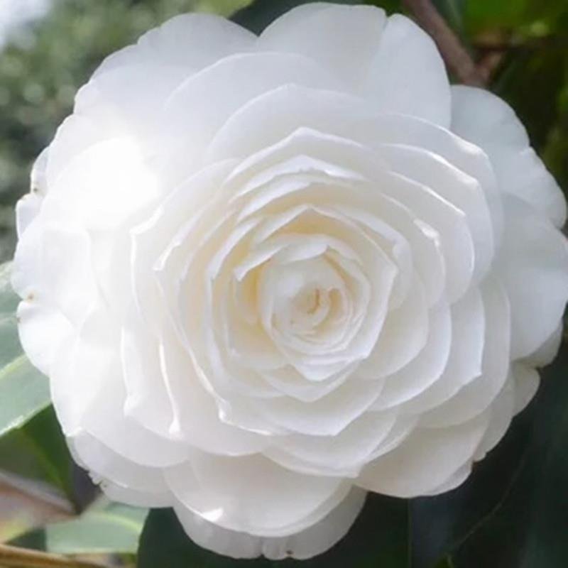 东方亮茶花树苗盆栽水晶白茶花室内外春冬季开花绿植花卉