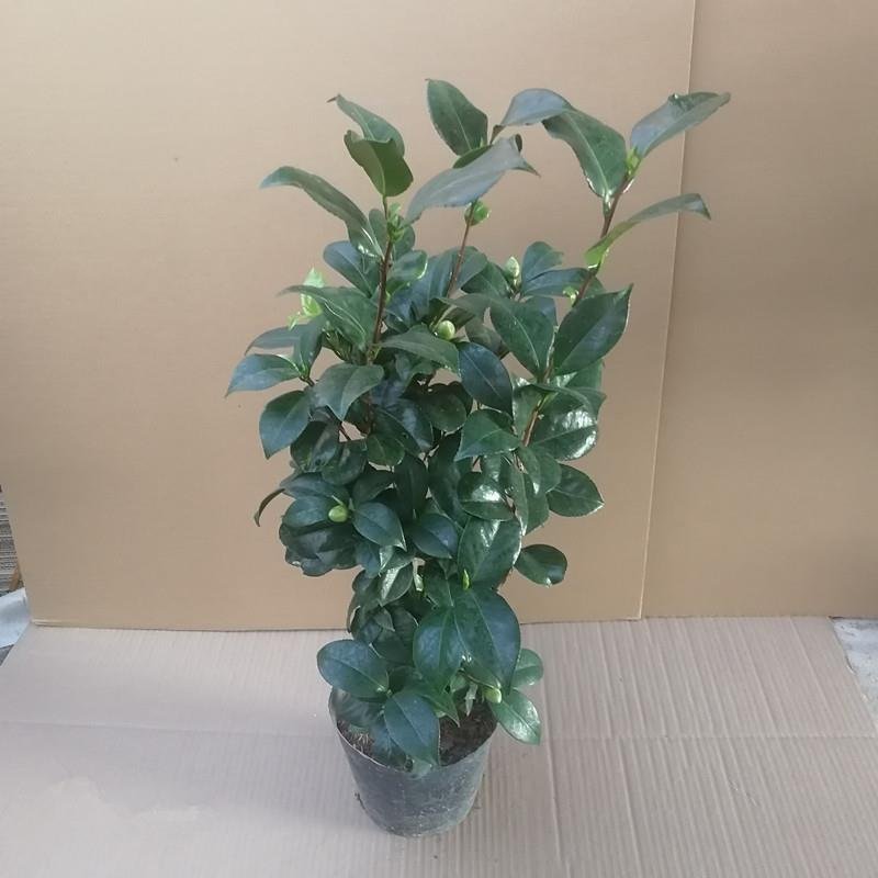 东方亮茶花树苗盆栽水晶白茶花室内外春冬季开花绿植花卉