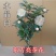 东方亮茶花树苗盆栽水晶白茶花室内外春冬季开花绿植花卉