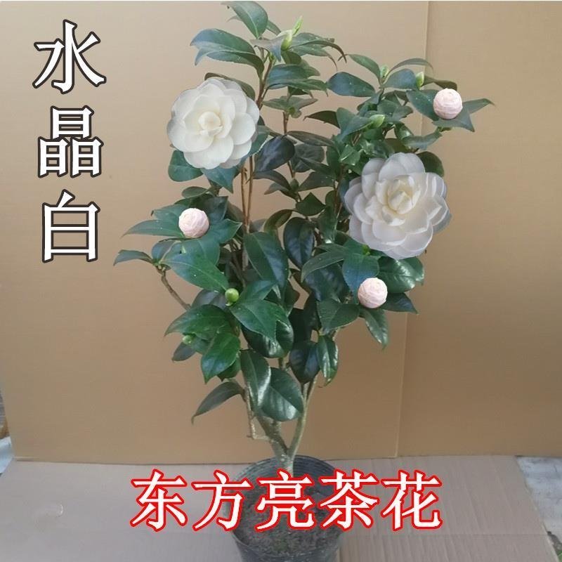 东方亮茶花树苗盆栽水晶白茶花室内外春冬季开花绿植花卉