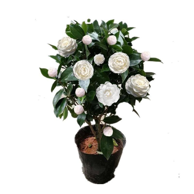 东方亮茶花树苗盆栽水晶白茶花室内外春冬季开花绿植花卉