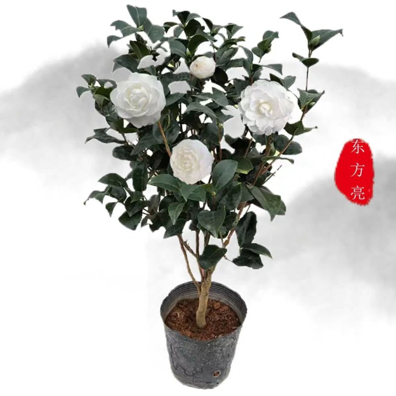 东方亮茶花树苗盆栽水晶白茶花室内外春冬季开花绿植花卉