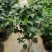 东方亮茶花树苗盆栽水晶白茶花室内外春冬季开花绿植花卉