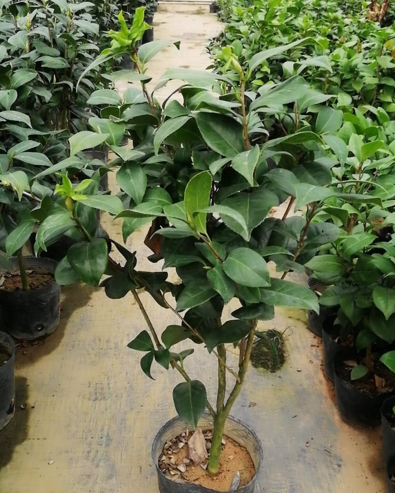 东方亮茶花树苗盆栽水晶白茶花室内外春冬季开花绿植花卉