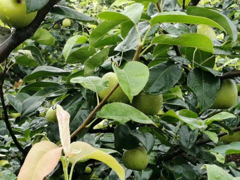 大量翠冠梨，味道好，果子圆润需要老板联系糖度13