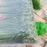 本地韭菜韭苔直供诚寻合作质量有保证价格真实
