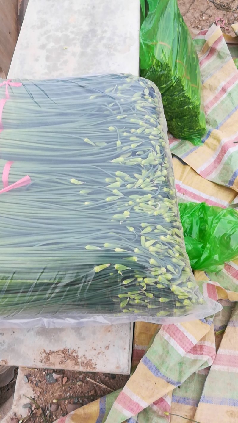 本地韭菜韭苔直供诚寻合作质量有保证价格真实