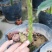 东方亮茶花树苗盆栽水晶白茶花室内外春冬季开花绿植花卉