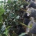 东方亮茶花树苗盆栽水晶白茶花室内外春冬季开花绿植花卉