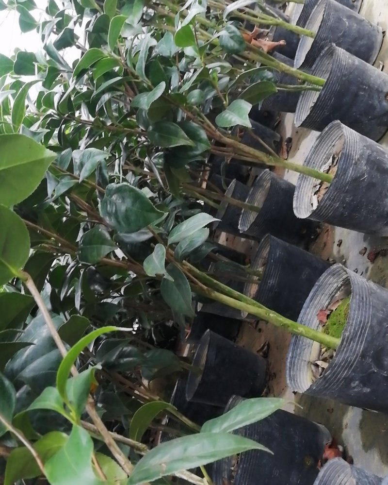 东方亮茶花树苗盆栽水晶白茶花室内外春冬季开花绿植花卉