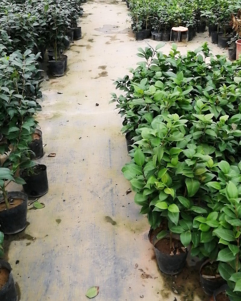东方亮茶花树苗盆栽水晶白茶花室内外春冬季开花绿植花卉