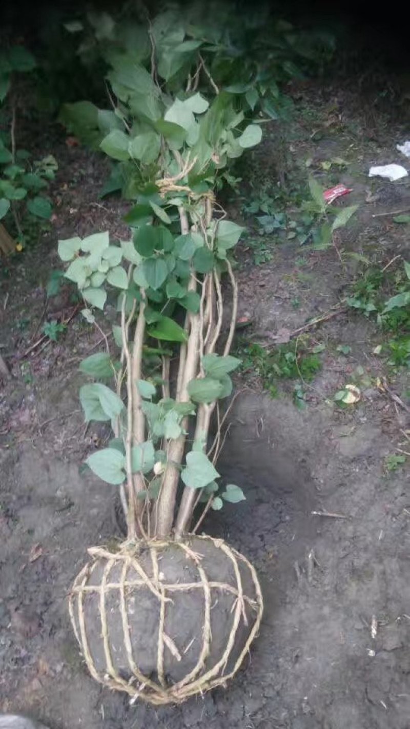 紫荆巴杆红成都150-250