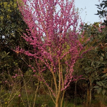 紫荆巴杆红成都150-250
