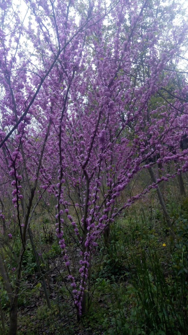 紫荆巴杆红成都150-250