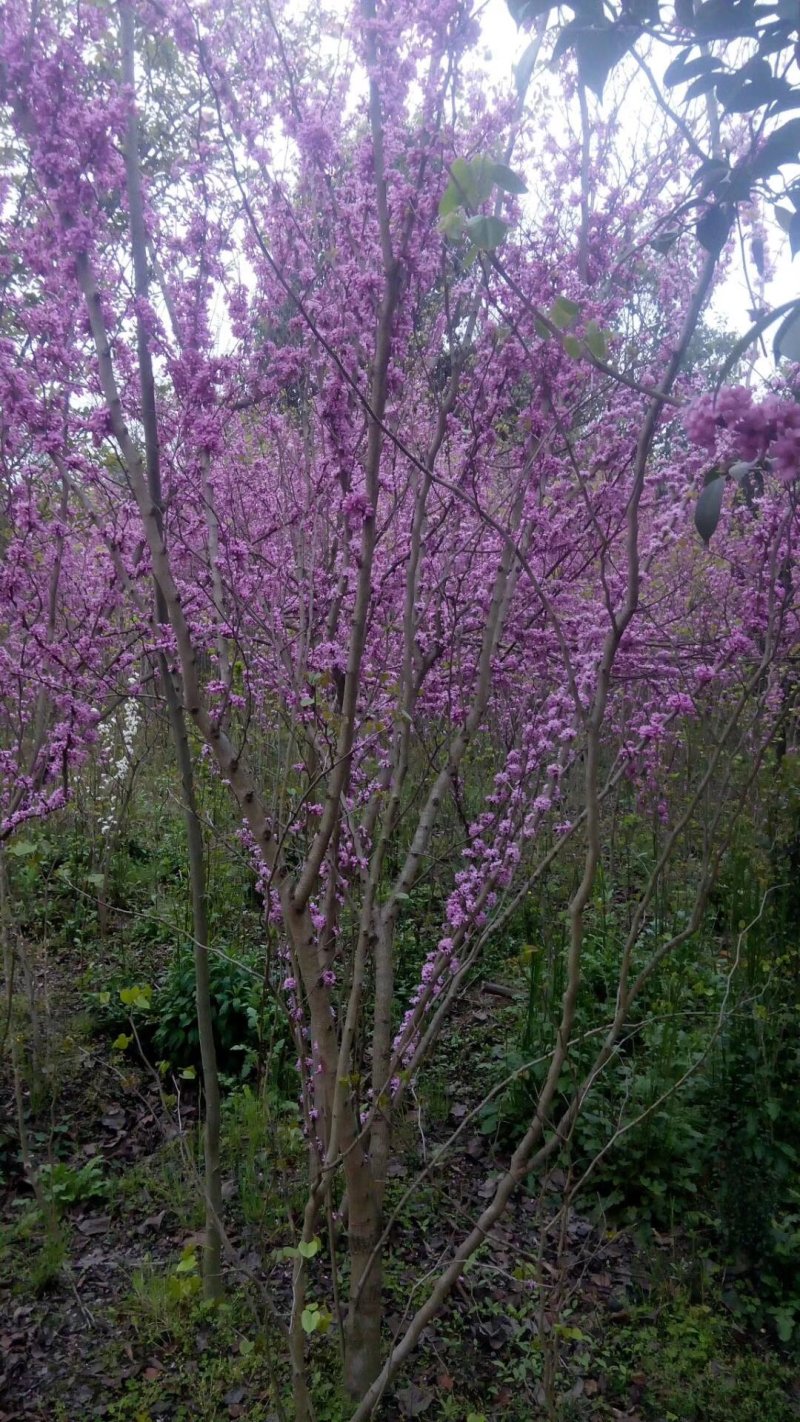紫荆巴杆红成都150-250