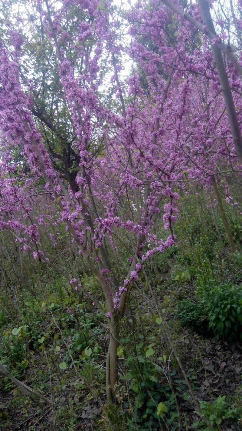 紫荆巴杆红成都150-250