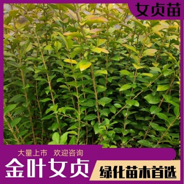 【金叶女贞苗】女贞，金叶女贞，女贞苗，亮金女贞