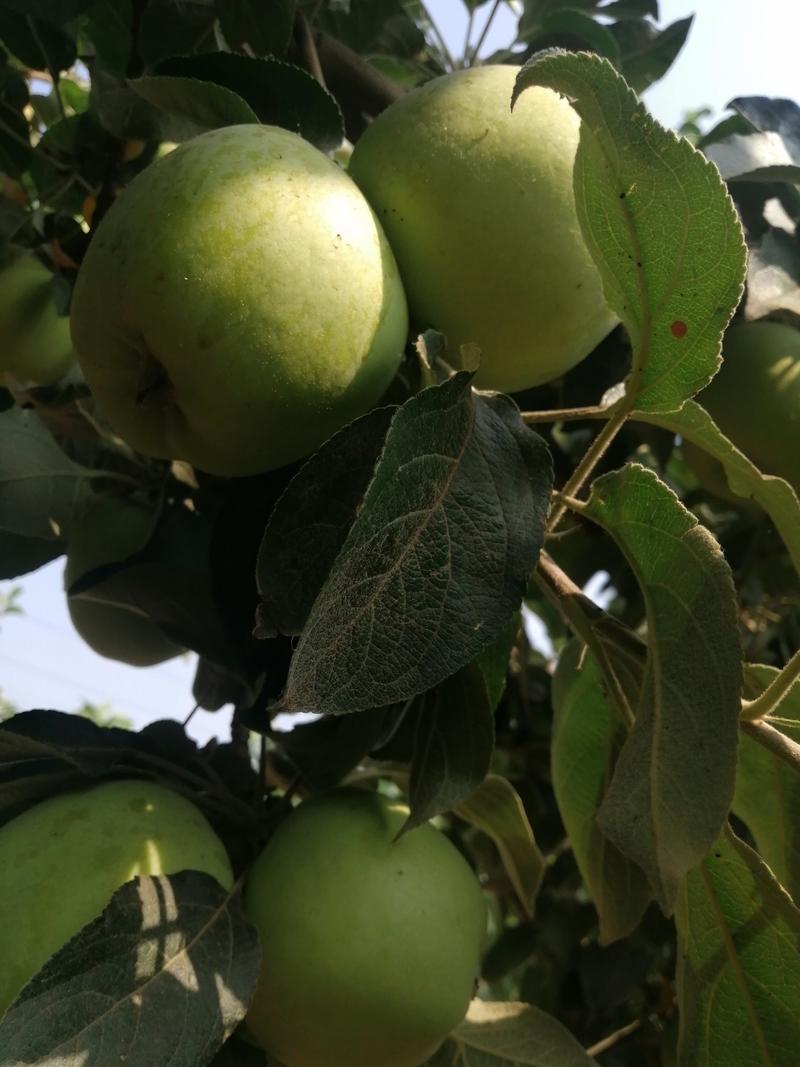河北石家庄晋州藤木一号苹果大量上市了，果面干净，口感好，