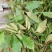 白花牛奶根苗今年种植明年可收，产品新价格高