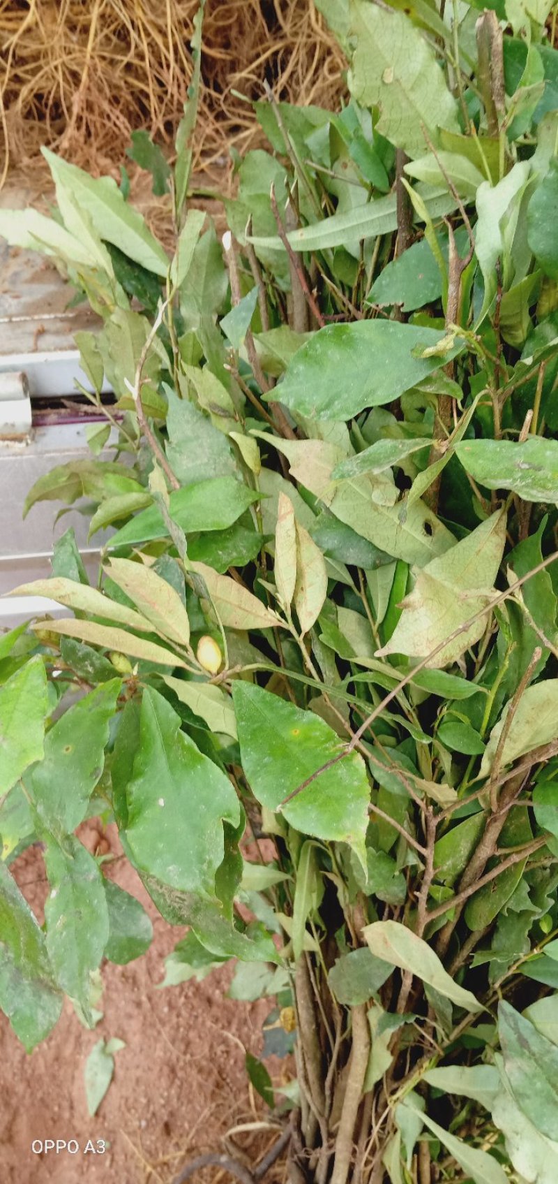 白花牛奶根苗今年种植明年可收，产品新价格高