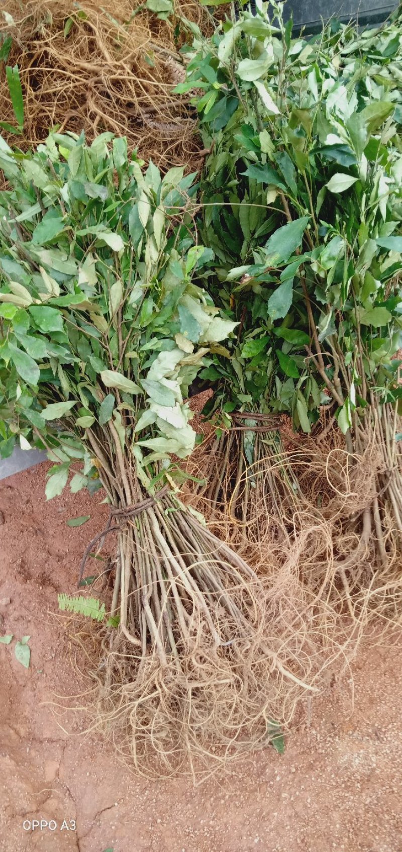 白花牛奶根苗今年种植明年可收，产品新价格高