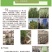 【基地直销】牧草种苗芦竹（进口）量大从优欢迎选购