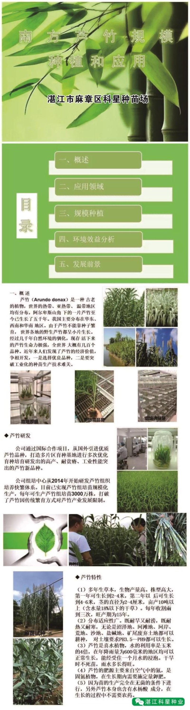 【基地直销】牧草种苗芦竹（进口）量大从优欢迎选购