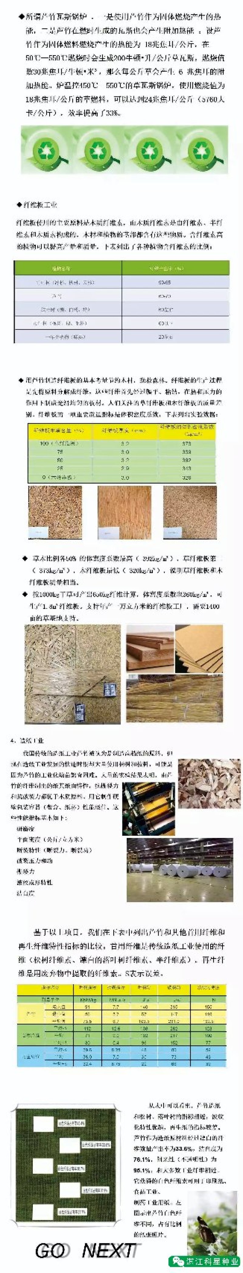 【基地直销】牧草种苗芦竹（进口）量大从优欢迎选购