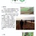 【基地直销】牧草种苗芦竹（进口）量大从优欢迎选购