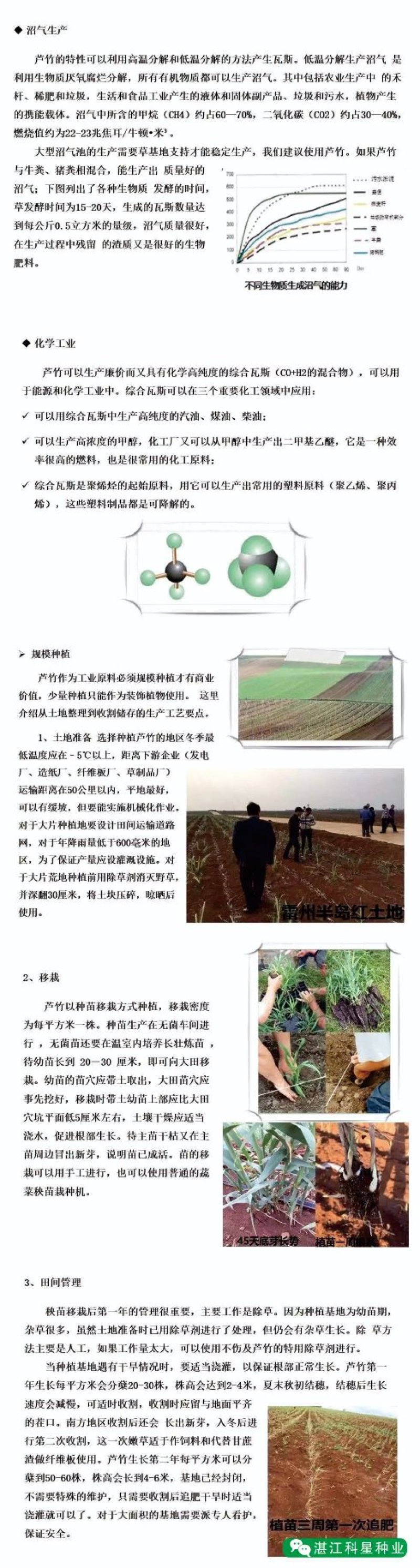 【基地直销】牧草种苗芦竹（进口）量大从优欢迎选购