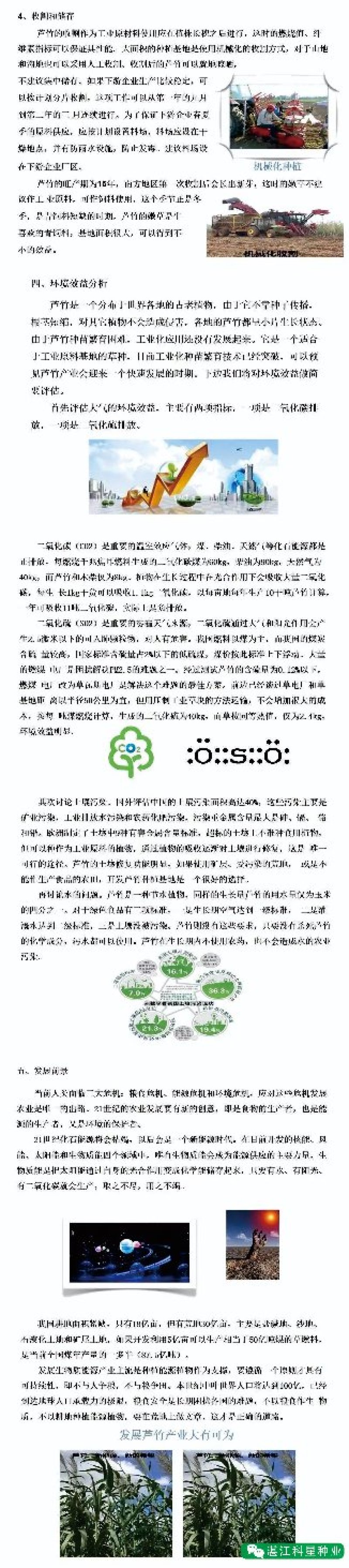 【基地直销】牧草种苗芦竹（进口）量大从优欢迎选购