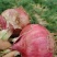 红皮二红洋葱8厘米以上，长期供应