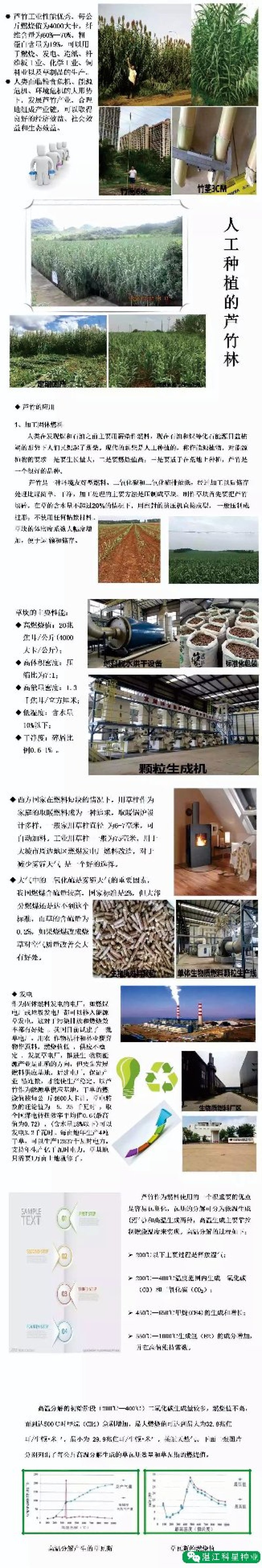 【基地直销】芦竹苗进口芦竹种苗量大从优