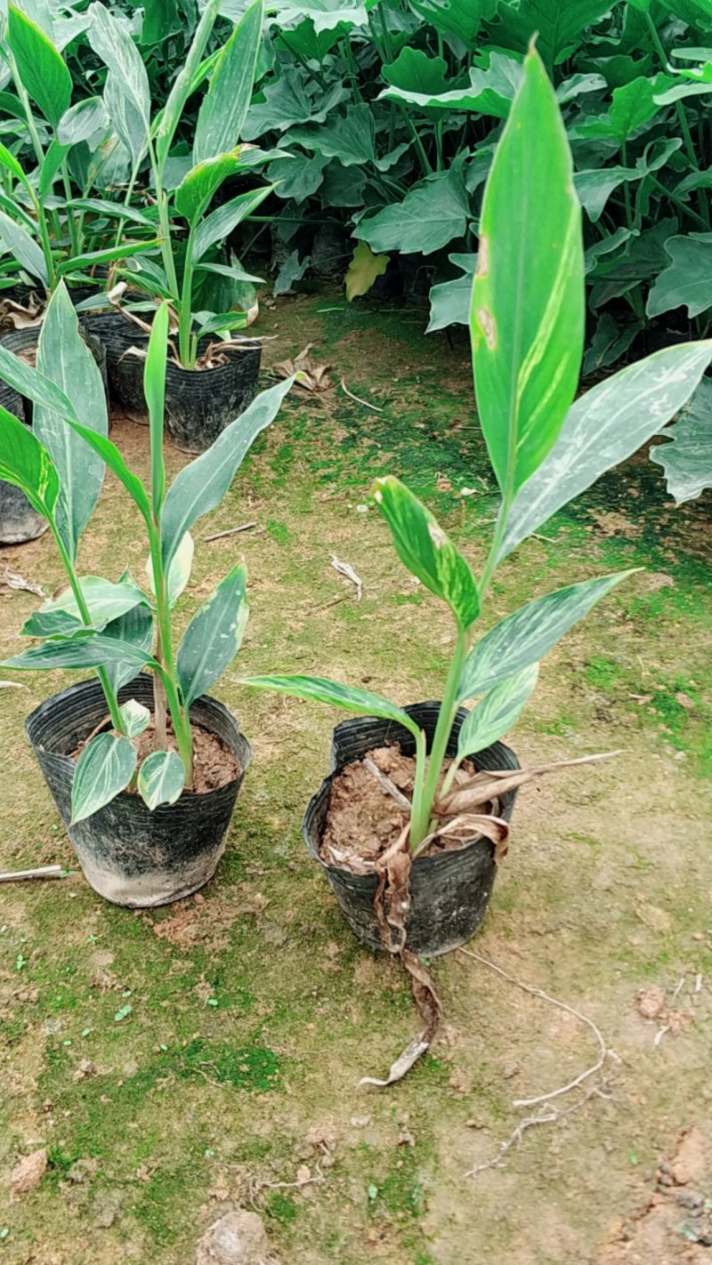 花叶良姜杯苗基地直销量大从优