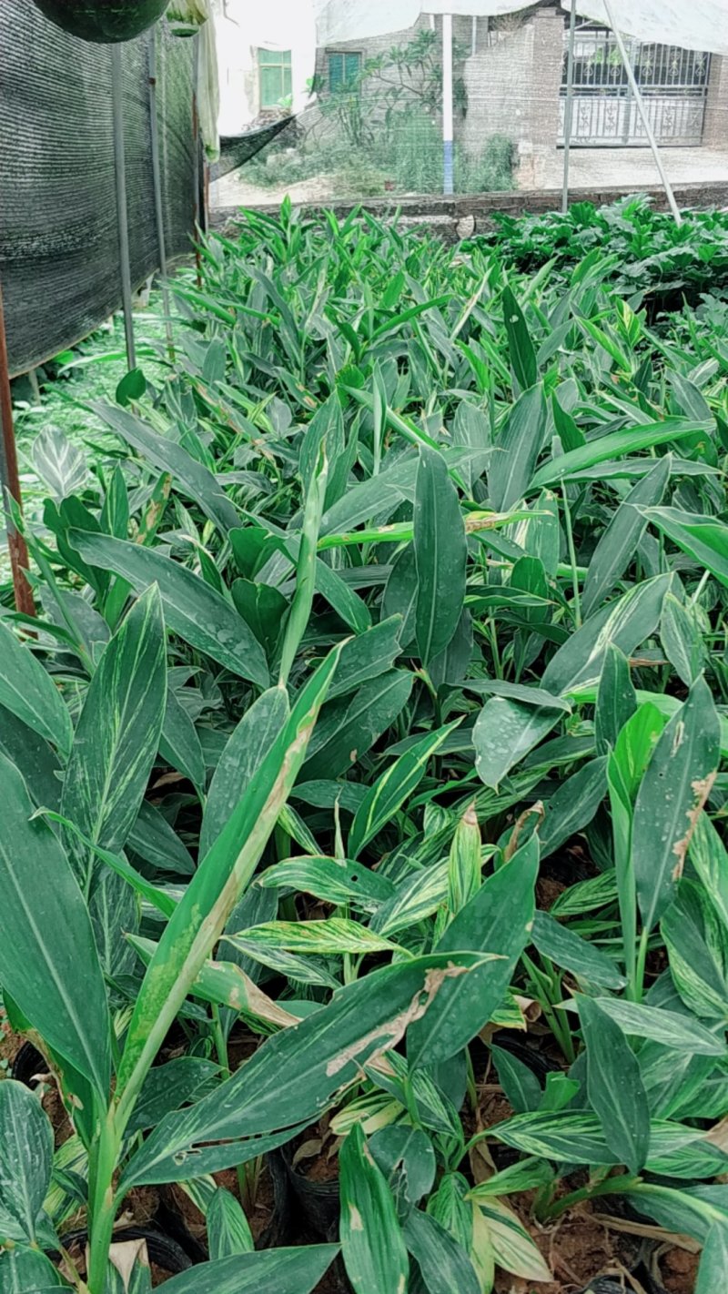 花叶良姜杯苗基地直销量大从优