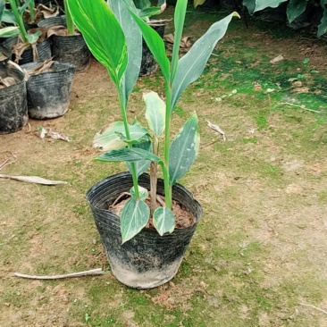 花叶良姜杯苗基地直销量大从优