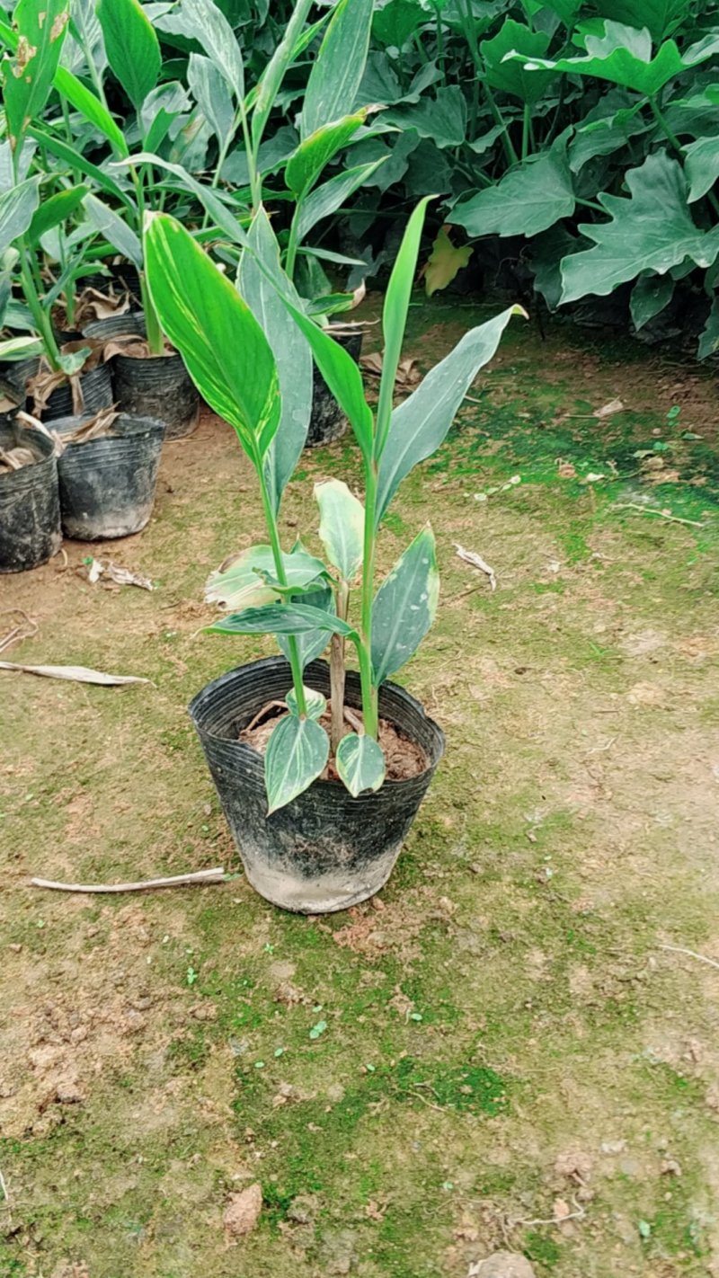 花叶良姜杯苗基地直销量大从优