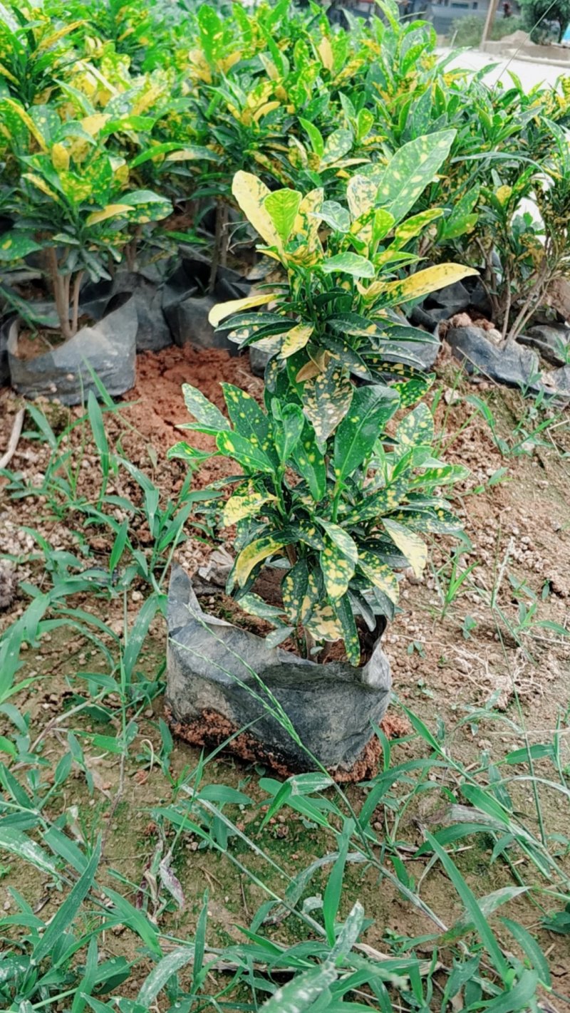 洒金变叶木基地直销量大从优