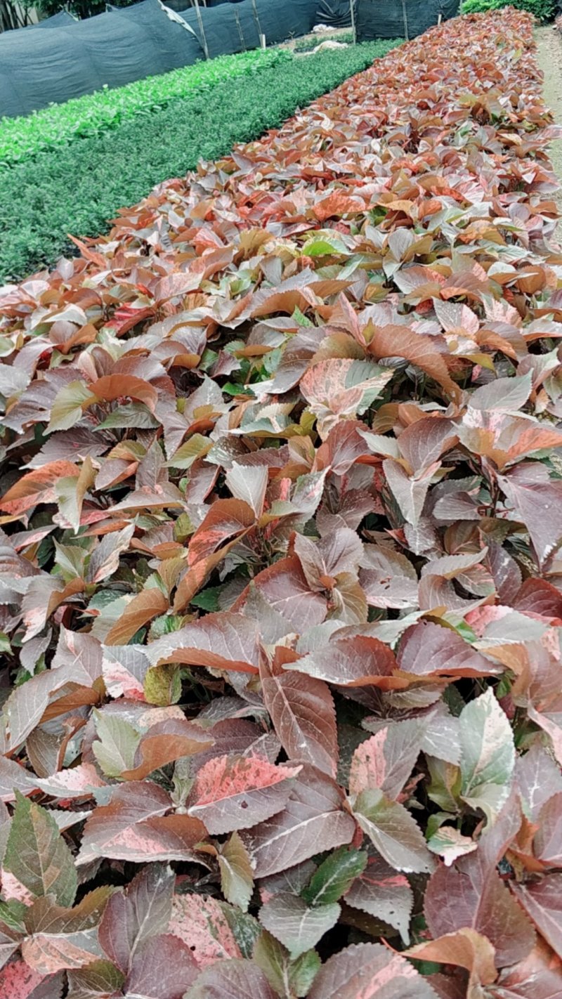 红叶扶桑小苗基地直销量大从优
