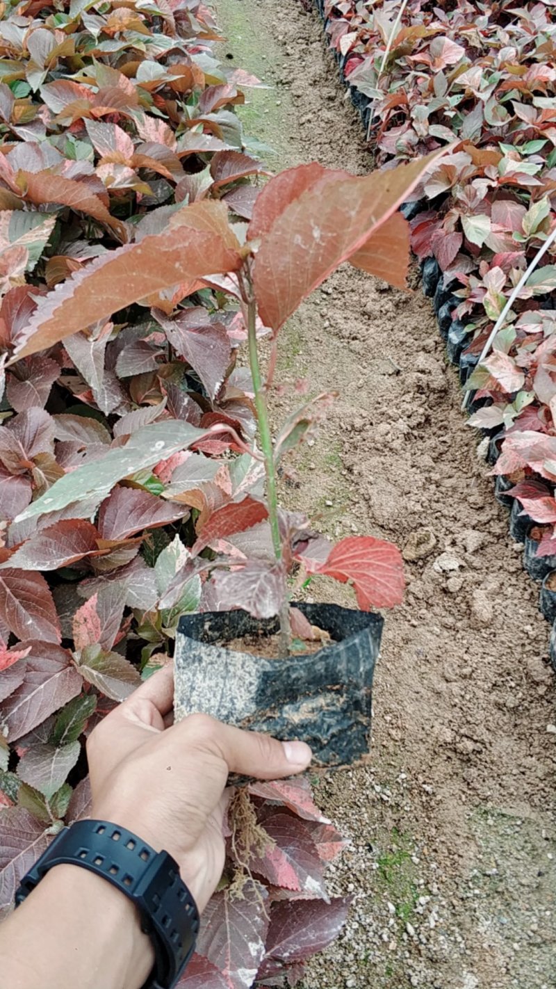 红叶扶桑小苗基地直销量大从优