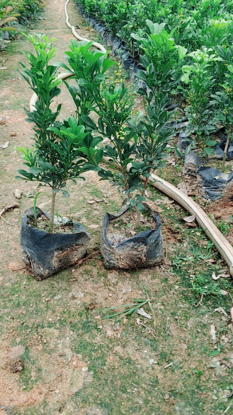 米兰小苗基地直销量大从优