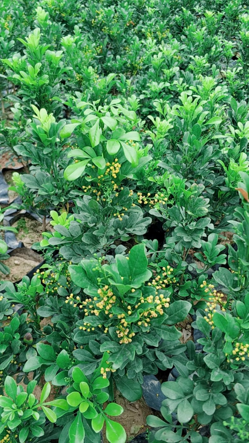 米兰小苗基地直销量大从优